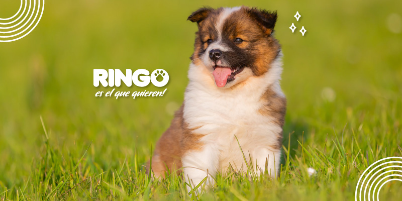 En el momento que decides brindarle un hogar a un ringo cacharro, sabes que es un gran compromiso que debes de adquirir por amor a él. Es emocionante poder compartir tu vida con un compañero que te brindará felicidad y estará contigo en los buenos y malos momentos. 